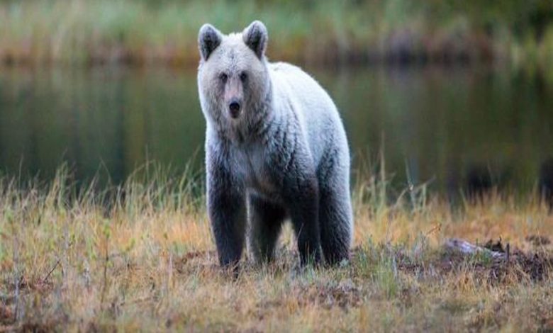 ما تفسير رؤية حيوان الدب في المنام؟