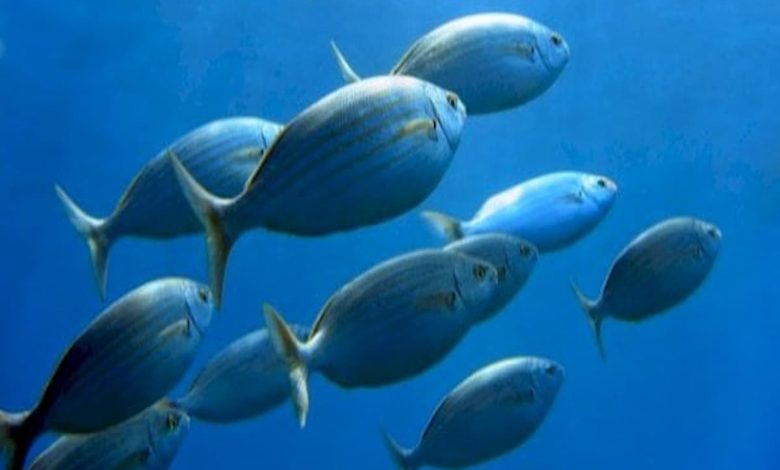 تفسير رؤية السمك في المنام