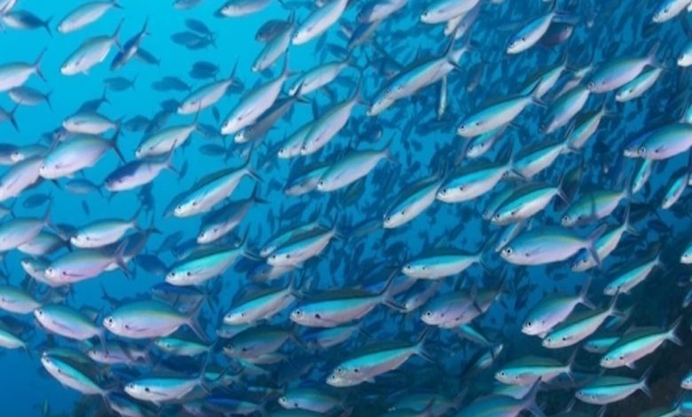 تفسير حلم السمك