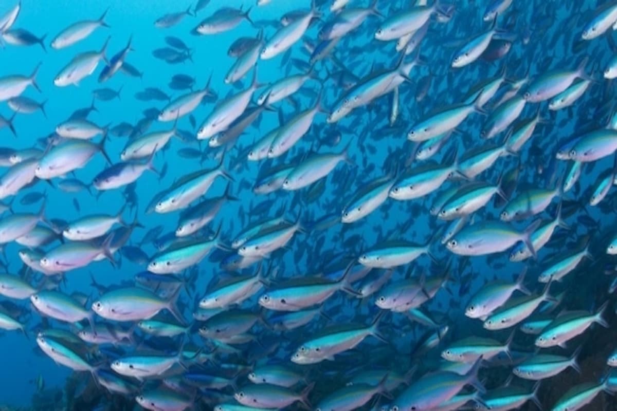 تفسير حلم السمك