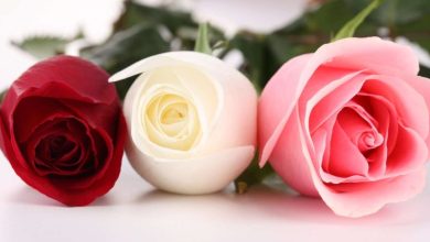 ما معنى رؤية الورد الكثير في المنام