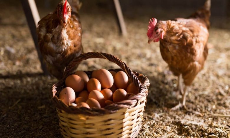 ما معنى رؤية بيض الدجاج في المنام