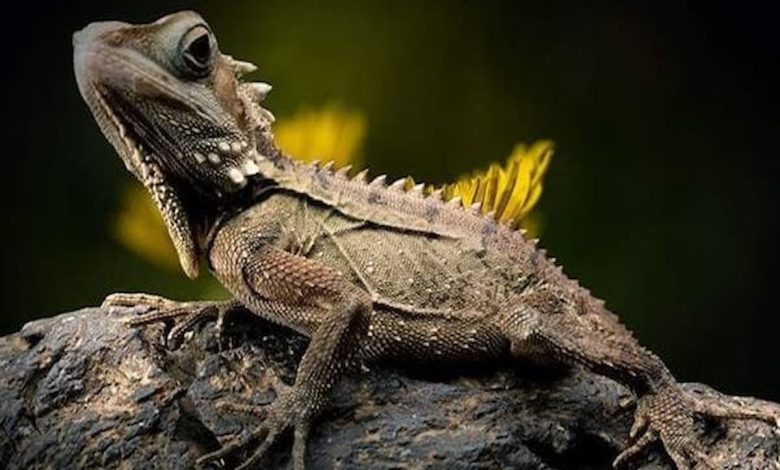 ماذا تعني السحلية في المنزل