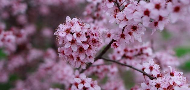 موضوع تعبير عن فصل الربيع 2025 كامل العناصر