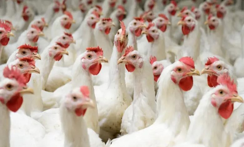 نموذج دراسة جدوى مشروع تفريخ دواجن (2)