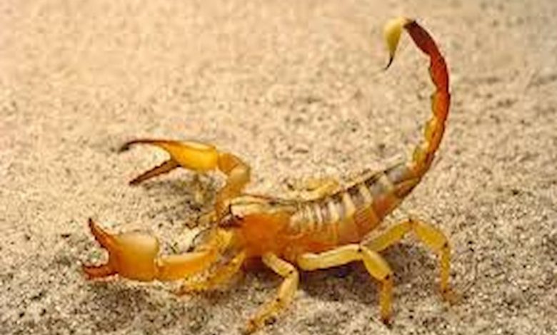 وجود العقرب في البيت يدل على السحر