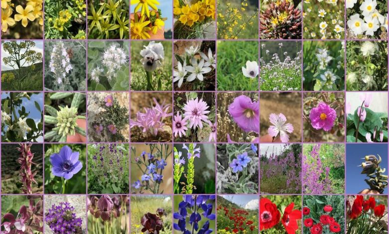 بحث علمي عن النباتات