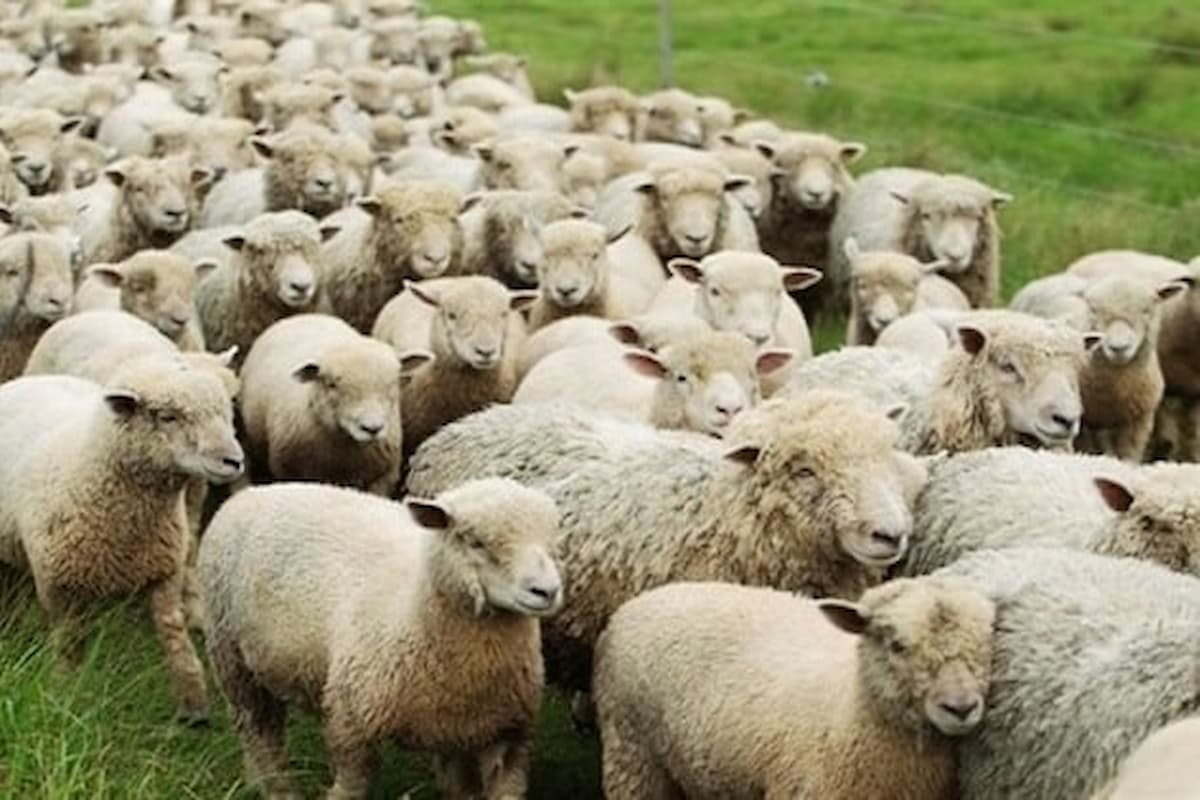 تفسير رؤية الغنم في المنام