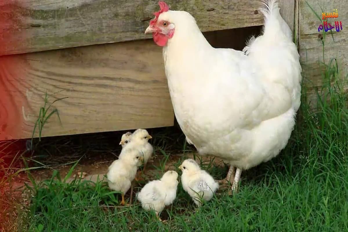 تفسير رؤية الفروج في المنام