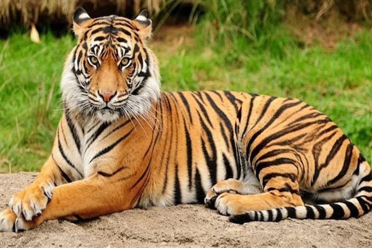 تفسير رؤية النمر في الحلم