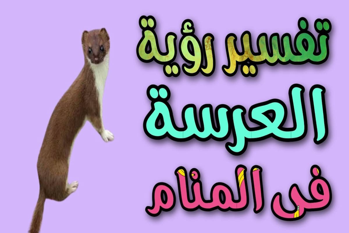 تفسير رؤية حيوان ابن عرس