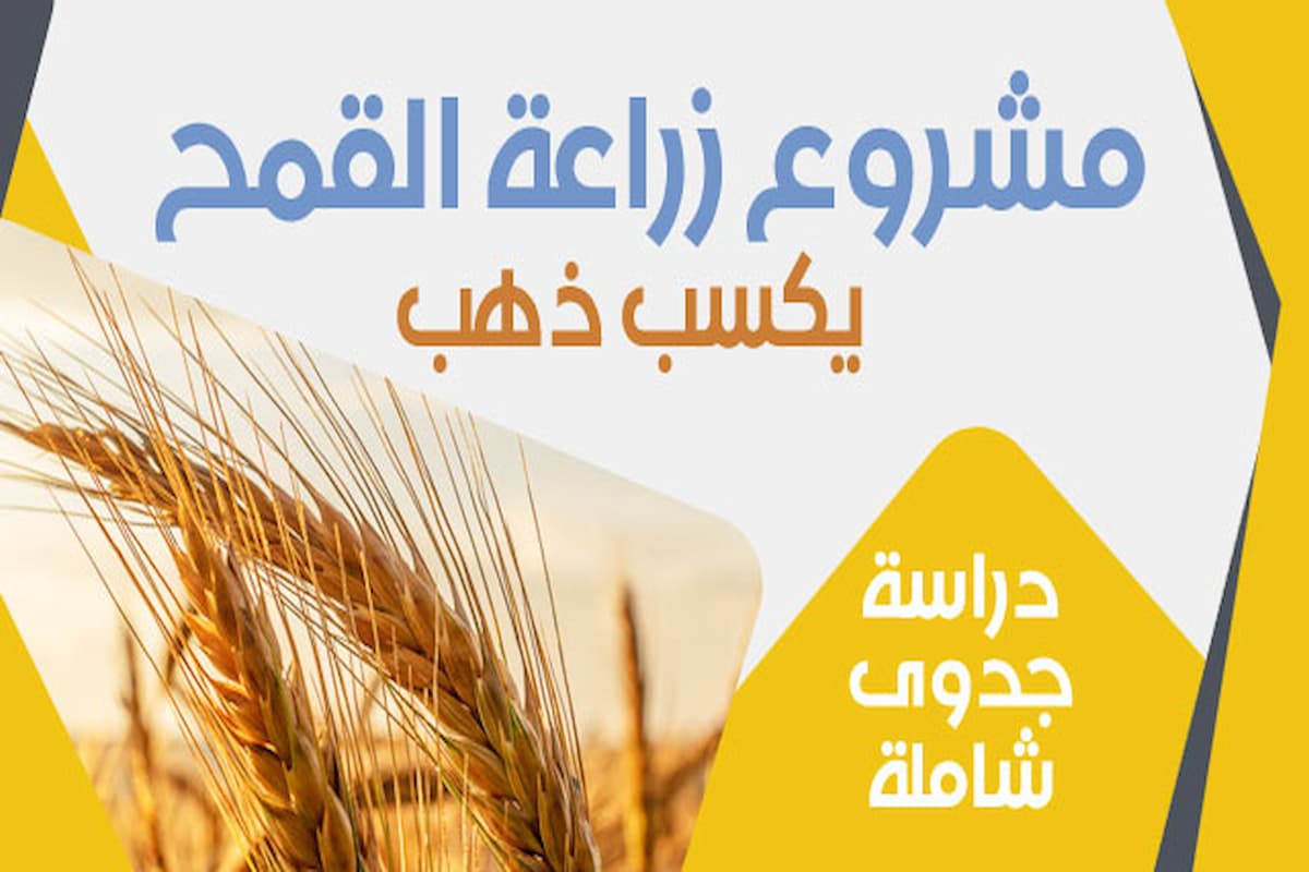 دراسة جدوى زراعة القمح