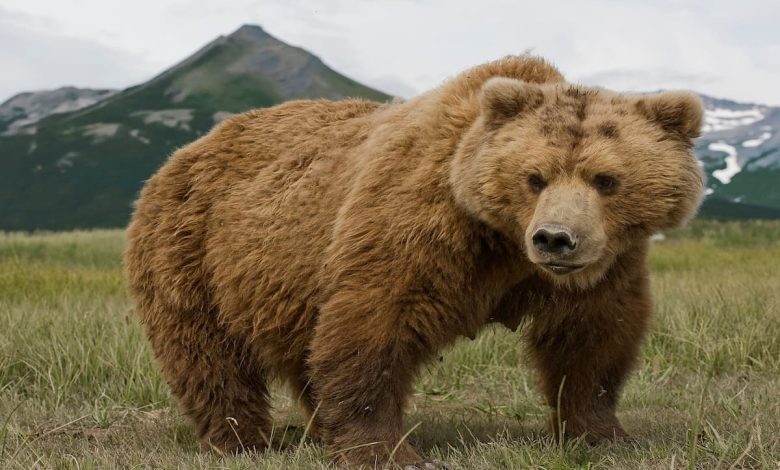 رؤية الدب في المنام يلاحقني