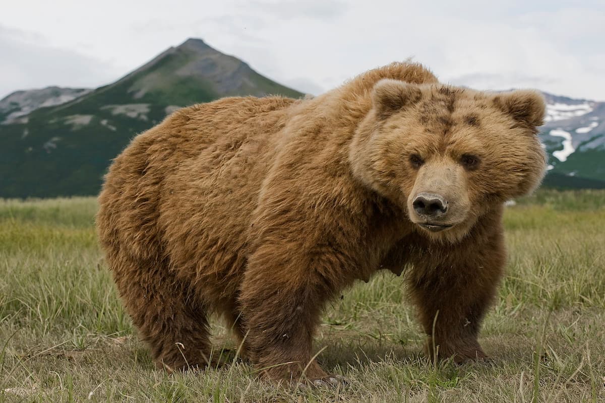 رؤية الدب في المنام يلاحقني