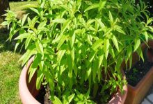 فوائد اللويزة