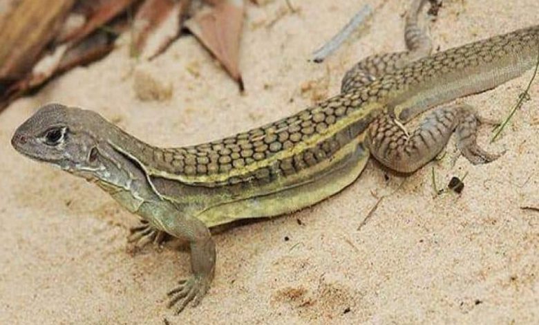 ماذا يعني إذا رأيت سحلية في حلمك