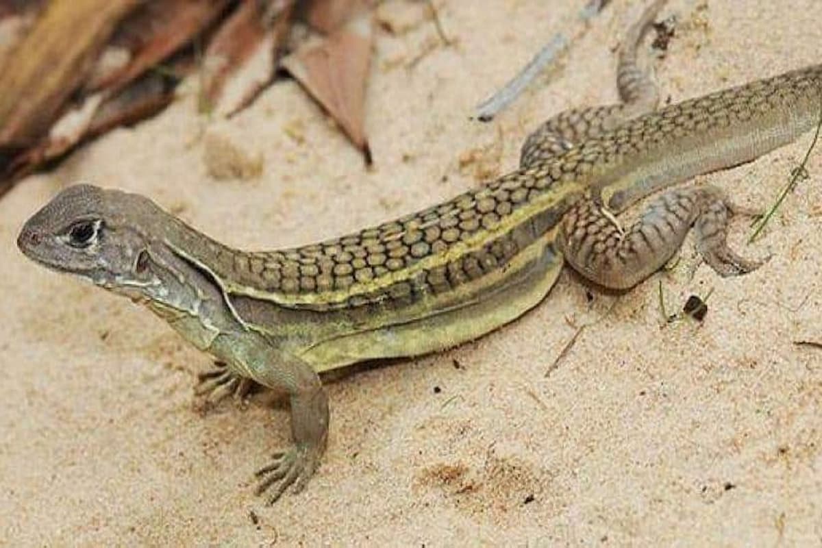 ماذا يعني إذا رأيت سحلية في حلمك