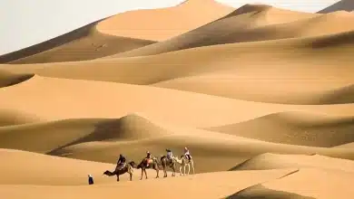 الدريويش وش يرجعون