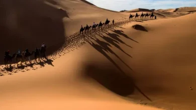 العلويط وش يرجع