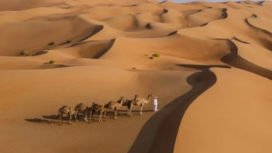 اللحيدان وش يرجعون