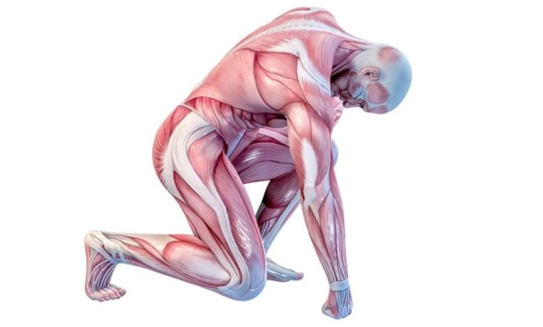 اقوى عضلة في جسم الانسان