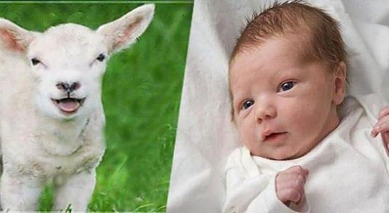 شروط العقيقة للبنت وكيفية توزيعها