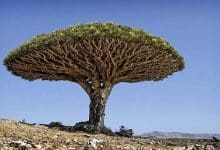 من هم أصحاب الأيكة