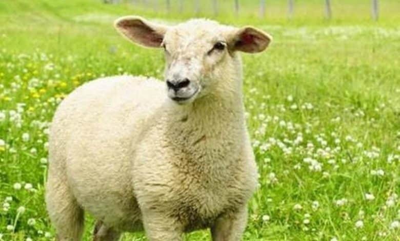 هل يجوز ذبح العقيقة بعد سنوات عند المالكية