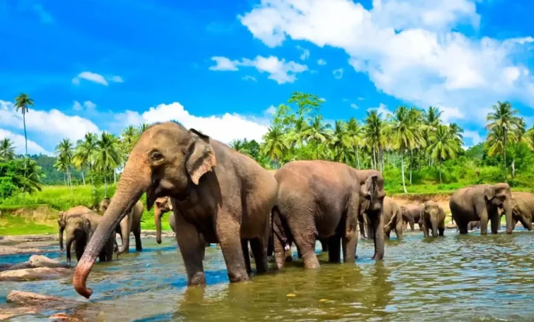 أفضل برامج السياحة في اوغندا وأجمل الأماكن السياحية