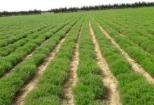 خطوات زراعة الكمون من الألف إلى الياء في المنزل 4 خطوات زراعة الكمون من الألف إلى الياء في المنزل