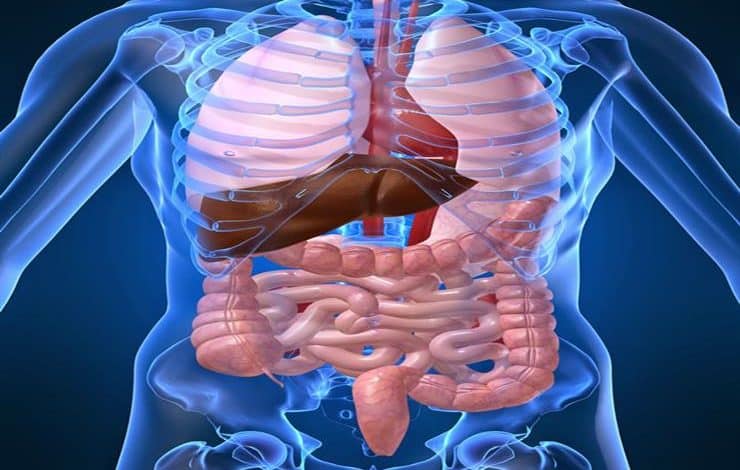 ما هو الجزء الذي لا يصله الدم في جسم الانسان