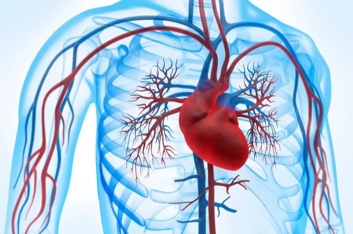 جهاز الدوران والجهاز التنفسي