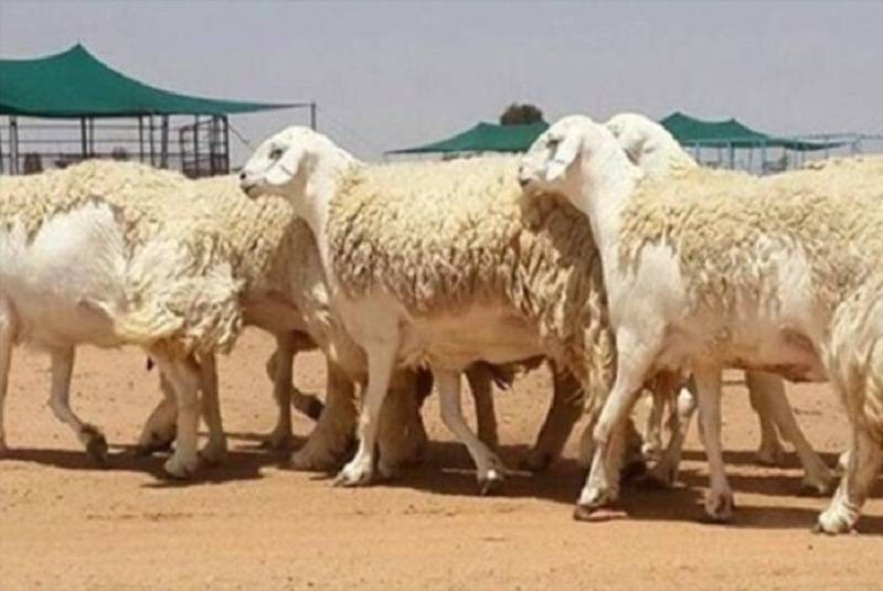 شروط أهلية دعم المواشي1