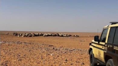 القبض على مواطن خالف قوانين البيئة بالرعي في محمية الملك عبدالعزيز 2 2477427.jpgw800q100fjpg