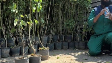 زراعة 1500 شتلة في بكيفية العرضيات لدعم مكاتب القنفذة وأضم وتربة 5 2479690.jpgw800q100fjpg
