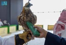 إنهاء مشروع توثيق ملكيات الصقور وتصحيح أوضاعها بنجاح 2 2503417.jpgw800q100fjpg