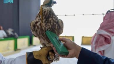 إنهاء مشروع توثيق ملكيات الصقور وتصحيح أوضاعها بنجاح 1 2503417.jpgw800q100fjpg